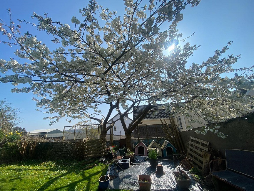 garden tree